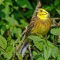 Goldammer (Emberiza citrinella) Männchen
