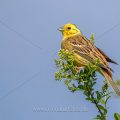 Goldammer (Emberiza citrinella) Männchen