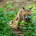 Rotfuchs (Vulpes vulpes), Jungfuchs