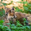 Rotfuchs (Vulpes vulpes), Jungfüchse