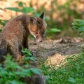 Rotfuchs (Vulpes vulpes), Jungfüchse