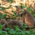 Rotfuchs (Vulpes vulpes), Jungfüchse
