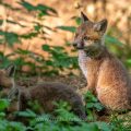 Rotfuchs (Vulpes vulpes), Jungfüchse