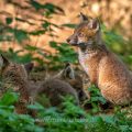Rotfuchs (Vulpes vulpes), Jungfüchse