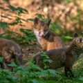 Rotfuchs (Vulpes vulpes), Jungfüchse