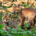 Rotfuchs (Vulpes vulpes), Jungfüchse