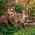 Rotfuchs (Vulpes vulpes), Jungfüchse