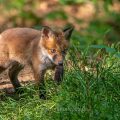 Rotfuchs (Vulpes vulpes), Jungfuchs