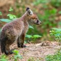 Rotfuchs (Vulpes vulpes), Jungfuchs