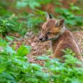 Rotfuchs (Vulpes vulpes), Jungfuchs