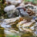 Haussperling (Passer domesticus) Männchen