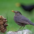 Amsel (Turdus merula) Weibchen