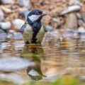Kohlmeise (parus major) am Vogelbad