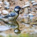 Kohlmeise (parus major) am Vogelbad