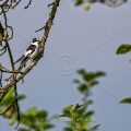 Halsbandschnäpper (Ficedula albicollis) Männchen