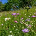 Blumenwiese an der Limburg, Albvorland, Weilheim unter Teck