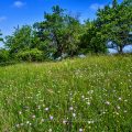 Blumenwiese an der Limburg, Albvorland, Weilheim unter Teck