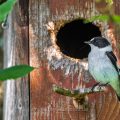 Halsbandschnäpper (Ficedula albicollis) Männchen an Nistkasten