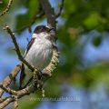 Halsbandschnäpper (Ficedula albicollis) Männchen