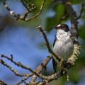 Halsbandschnäpper (Ficedula albicollis) Männchen