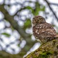 Steinkauz (Athene noctua)
