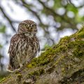 Steinkauz (Athene noctua)