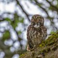 Steinkauz (Athene noctua)