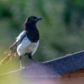 Elster (Pica pica)