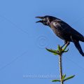 Rabenkrähe (Corvus corone)