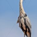 Graureiher (Ardea cinerea)