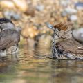 Mönchsgrasmücke (Sylvia atricapilla) Weibchen und Männchen badend