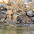 Mönchsgrasmücke (Sylvia atricapilla) Weibchen und Männchen badend