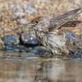 Mönchsgrasmücke (Sylvia atricapilla) Weibchen, badend