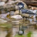 Kohlmeise (parus major) am Vogelbad
