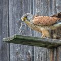 Turmfalke (Falco tinnunculus) Männchen mit Feldmaus