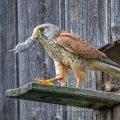 Turmfalke (Falco tinnunculus) Männchen mit Feldmaus