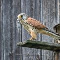 Turmfalke (Falco tinnunculus) Männchen mit Feldmaus