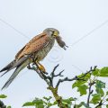 Turmfalke (Falco tinnunculus) Männchen mit Feldmaus
