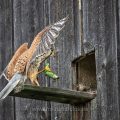 Turmfalke (Falco tinnunculus) Männchen mit Zauneidechse