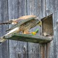 Turmfalke (Falco tinnunculus) Männchen mit Zauneidechse