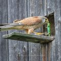 Turmfalke (Falco tinnunculus) Männchen mit Zauneidechse