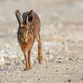 Feldhase (Lepus europaeus)