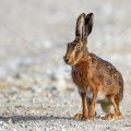 Feldhase (Lepus europaeus)