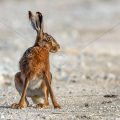 Feldhase (Lepus europaeus)