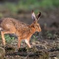 Feldhase (Lepus europaeus)