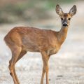 Reh (Capreolus capreolus)