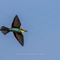 Bienenfresser (Merops apiaster)