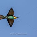 Bienenfresser (Merops apiaster)