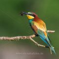 Bienenfresser (Merops apiaster) mit Beute