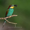 Bienenfresser (Merops apiaster) mit Beute
